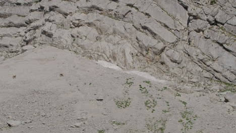 Gamuza-En-Busca-De-Comida-En-Las-Montañas-Rocosas-Y-Nevadas