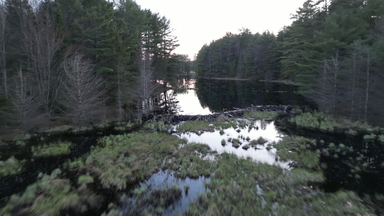 Aerial view of a beaver dam in a forest wetland at dusk, surrounded by dense trees and reflecting water