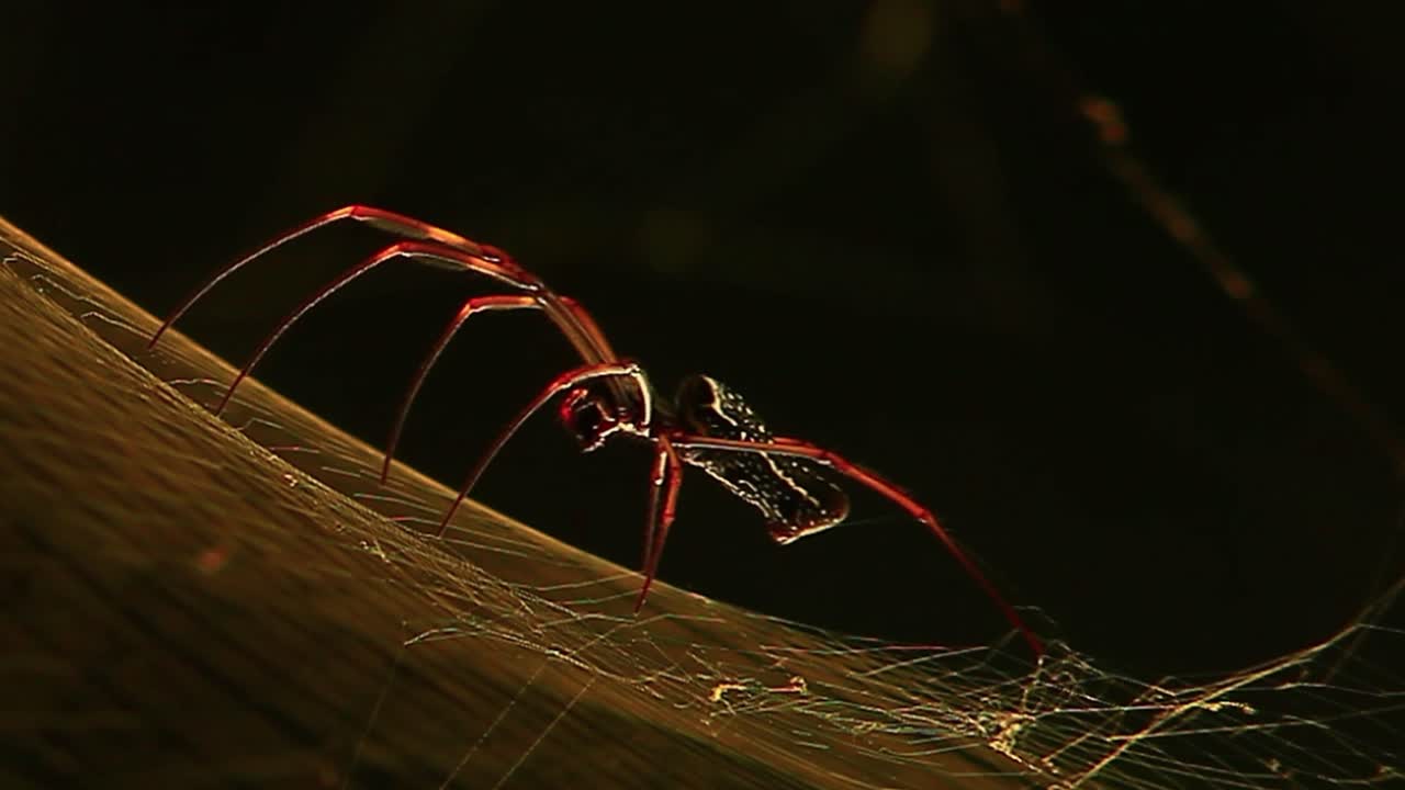 해가 지면 에 거미 의 웹 에 대한 매크로  ⁇