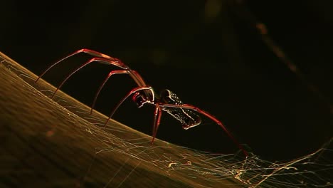 Makroaufnahme-Einer-Spinne-Auf-Einem-Netz-Bei-Sonnenuntergang