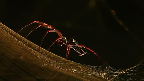 foto macro de una araña en una telaraña al atardecer