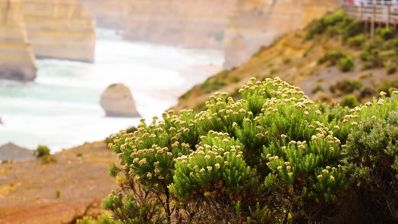 Coastal landscape with limestone stacks and lush vegetation under soft natural lighting, captured along the Great Ocean Road in Australia