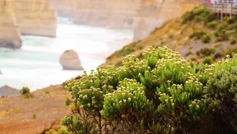 coastal landscape with limestone stacks and lush vegetation under soft natural lighting, captured along the great ocean road in australia