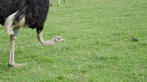 ostrich with long neck grazing on green grass in a field