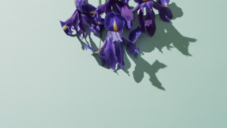 video of purple iris flowers with copy space on green background