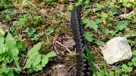 closeup of dead grey black viper on ground forest, handheld pan, day