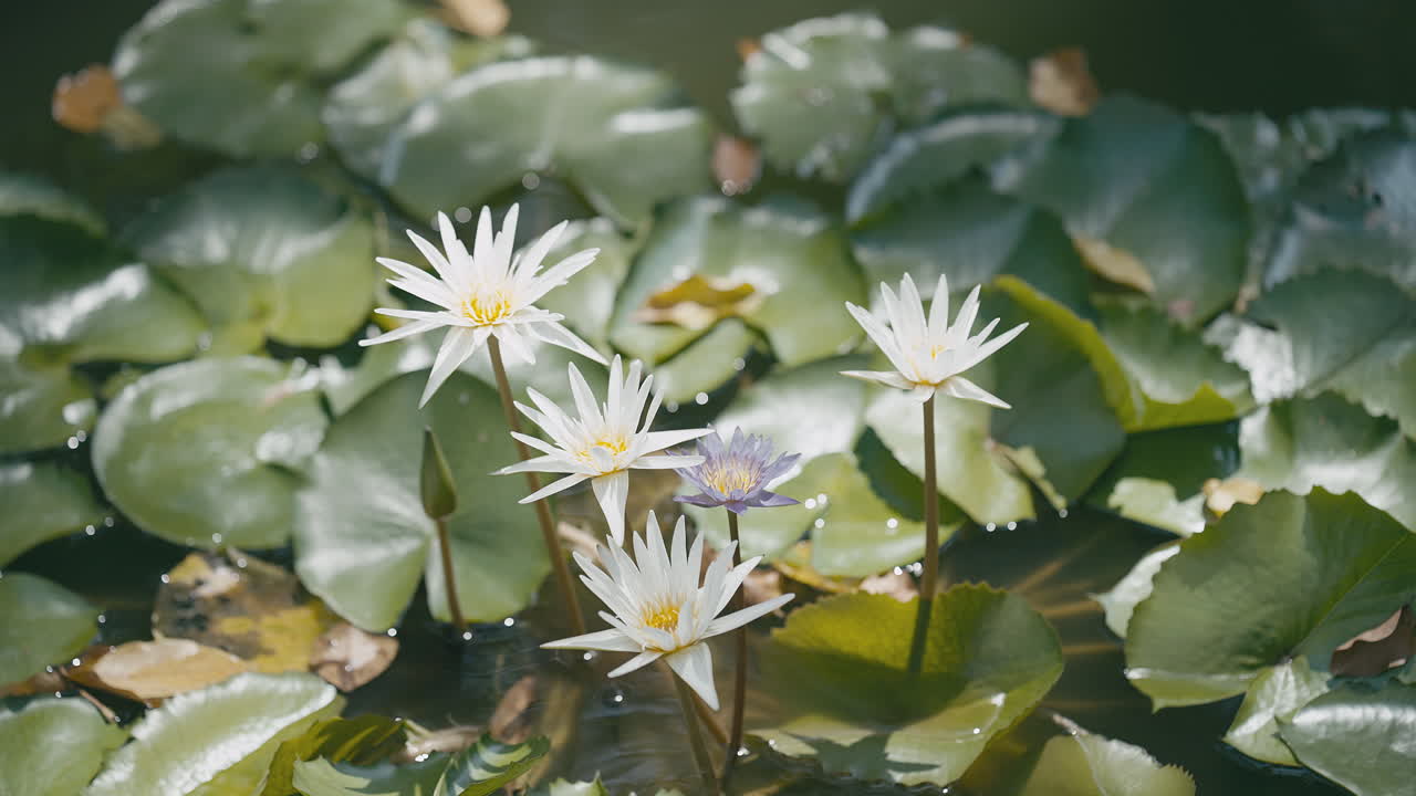 White Lotus Flowers in Pond with Lily Pads in Bangkok, Thailand. 4K Static