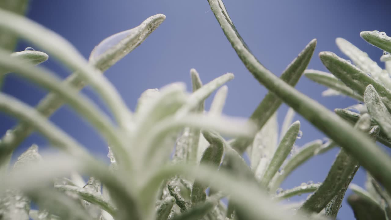 Macro probe backward shot of watered succulent on blue background