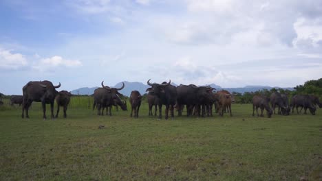 Un-Oído-De-Búfalo-De-Agua-En-El-Campo