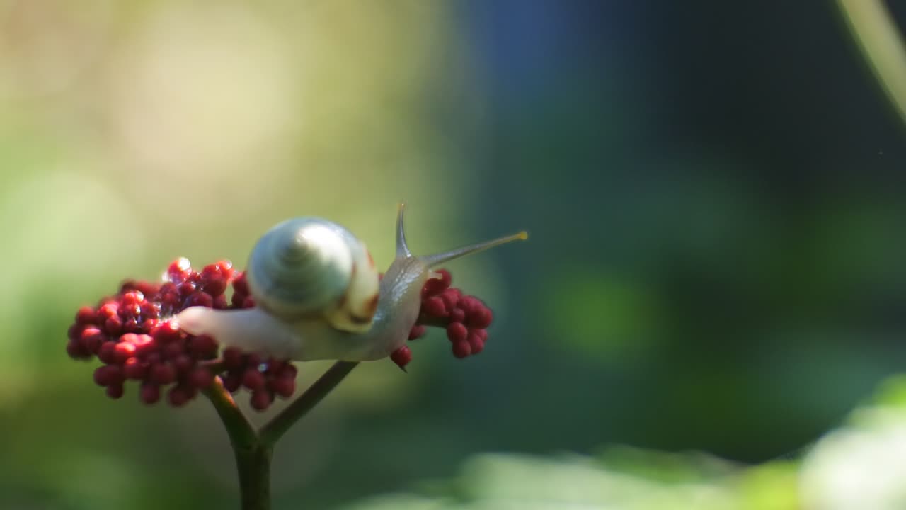 video hd primer plano molusco gasterópodo