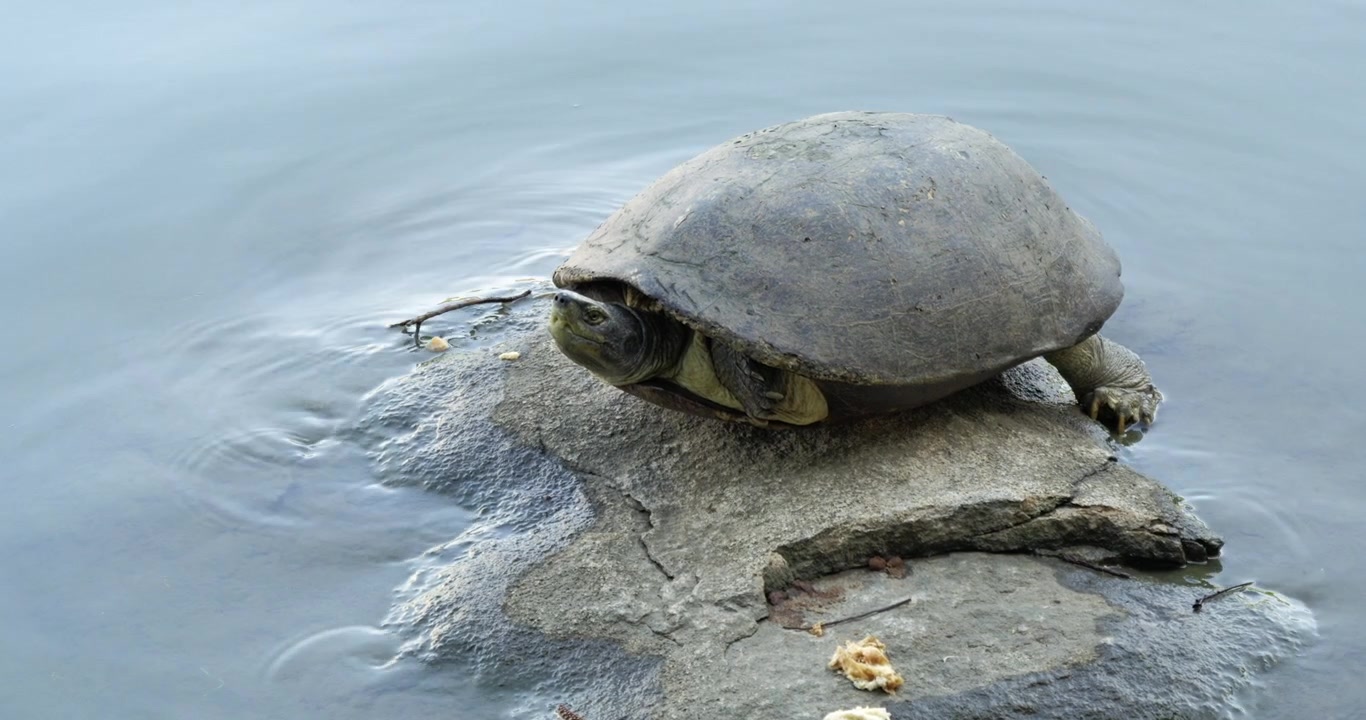 Een schildpad ontspant op een rots in een rustige vijver, wat de schoonheid van wilde dieren in hun natuurlijke habitat benadrukt