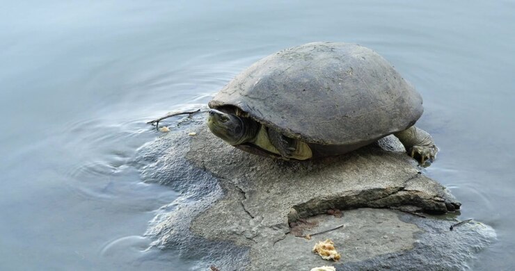 A turtle relaxes a rock in a tranquil pond highlighting beauty of wildlife in its natural habitat.