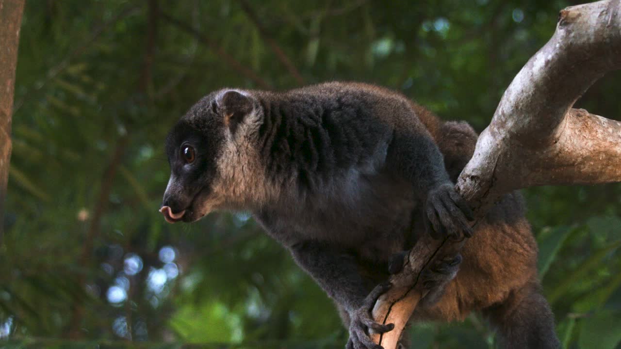 lemur maki comiendo sentado en la cima de un árbol en la jungla y mirando a su alrededor mientras se lame los labios