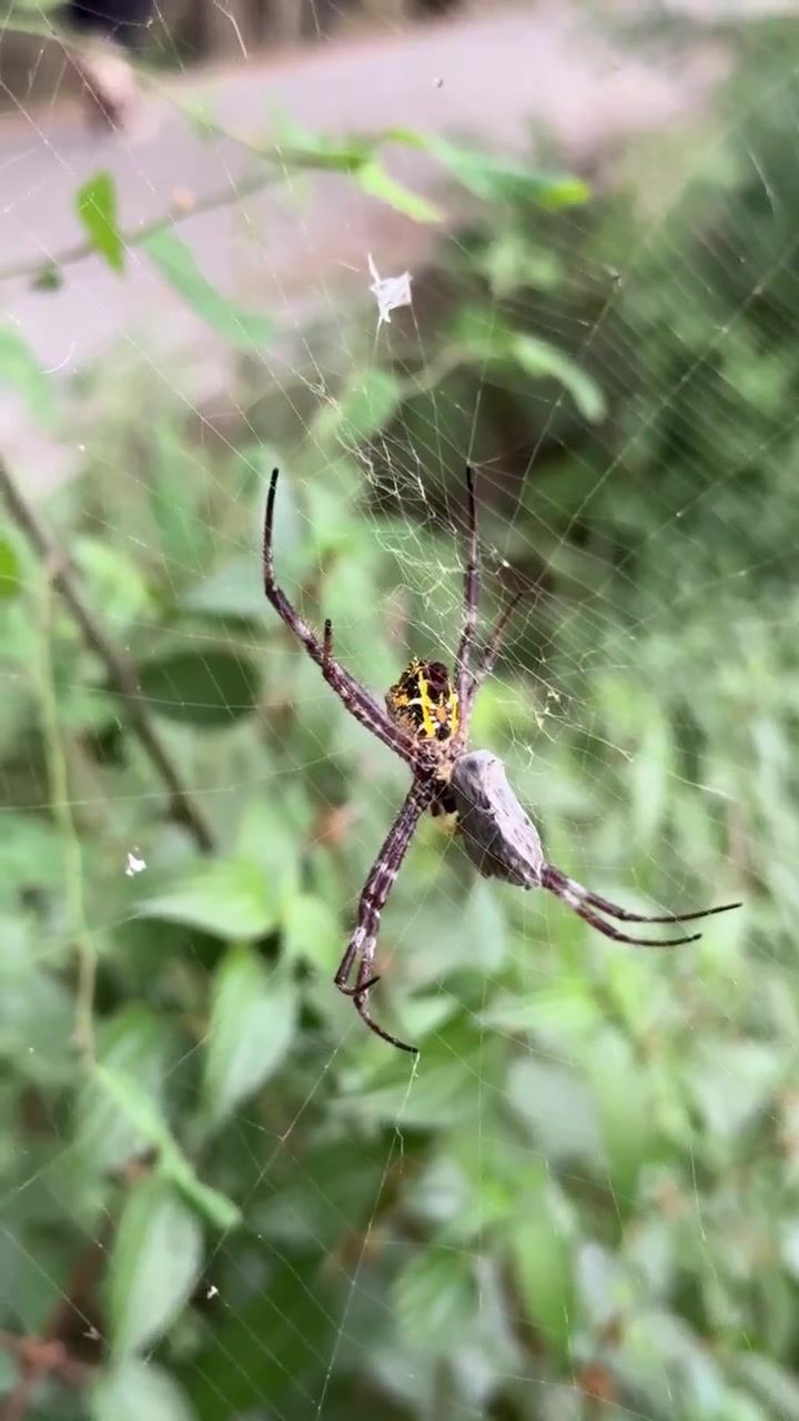 Ragno crociato di Sant'Andrea che riposa sulla sua ragnatela in natura
