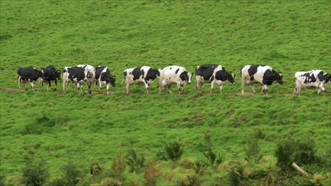 Row-of-Cows-Passing-through-a-tilted-Green-Pasture-Field