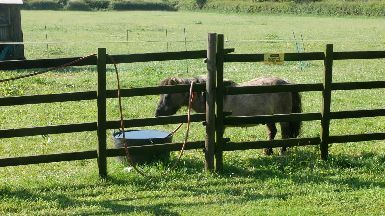 caballos en miniatura en un paddock detrás de una valla eléctrica en una granja en verano en un campo de hierba verde