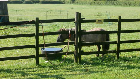 Miniature-horses-in-a-paddock-behind-an-electric-fence-on-a-farm-in-summer-in-a-green-grass-field