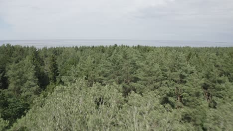 Drone-shot-of-seaside-and-beach-in-dense-woods-on-a-sunny-day