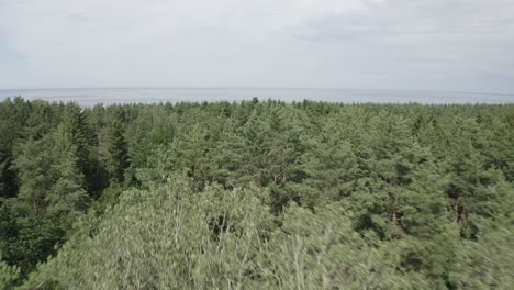 fotografía de un avión no tripulado de la orilla del mar y la playa en bosques densos en un día soleado