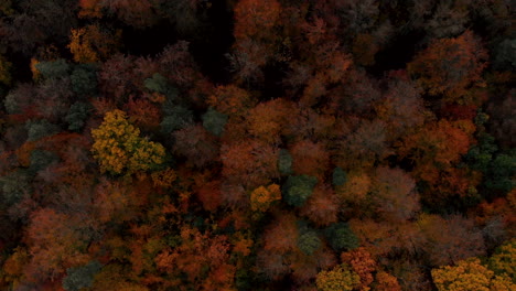 aerial footage over autumn trees, forest when leaves change color, top view of the autumn forest