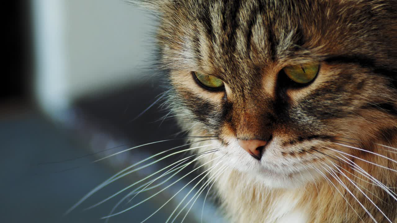 un gato adulto blanco y negro descansando en una terraza
