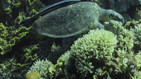 turtle accompanied by remora fish by the coral reef of the red sea of egypt shot n 4k