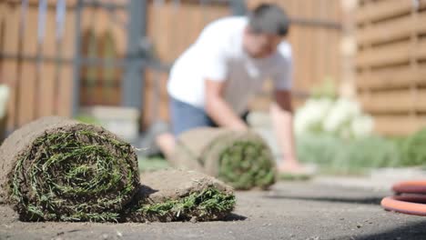 roll of new natural grass turf installed by professional gardener. landscaping industry.