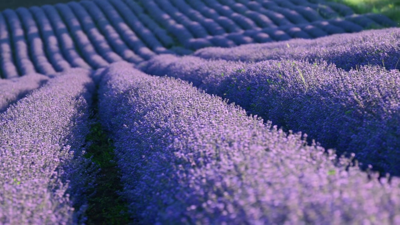 Lavanda viola in fiore disposta in filari in un vasto campo agricolo sotto il sole estivo