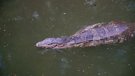 asian water monitor lizard swimming in bangkok thailand lumpini park