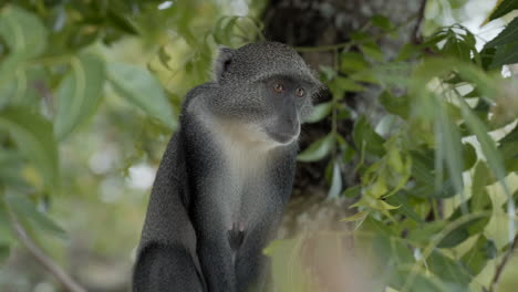 mono sykes curiosamente observando desde un árbol