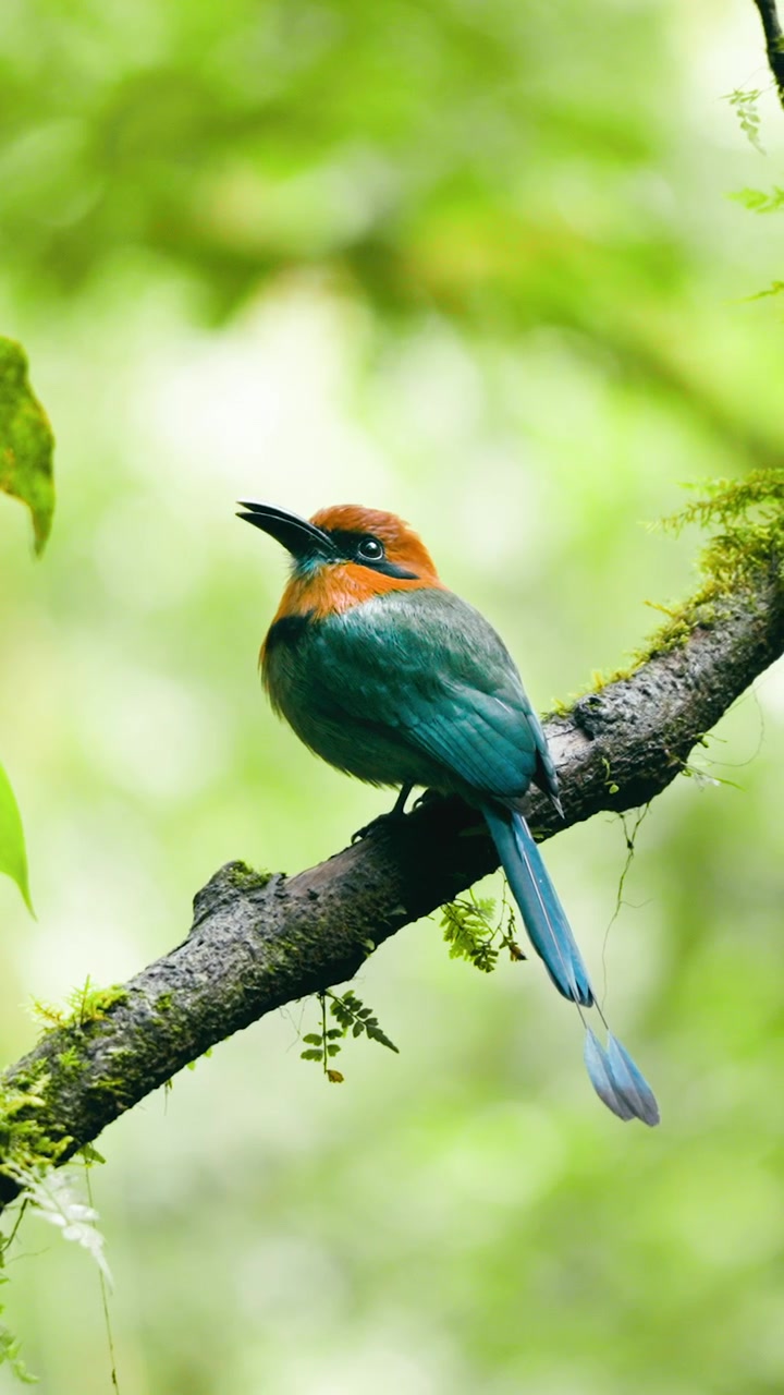 Motmot beccolargo appollaiato su un ramo muschioso nella foresta pluviale