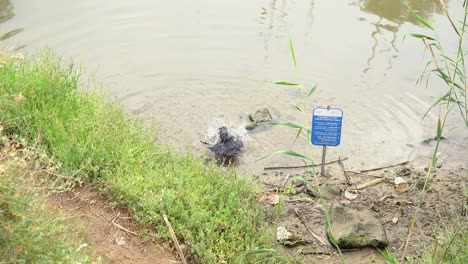 un cuervo juega en el agua