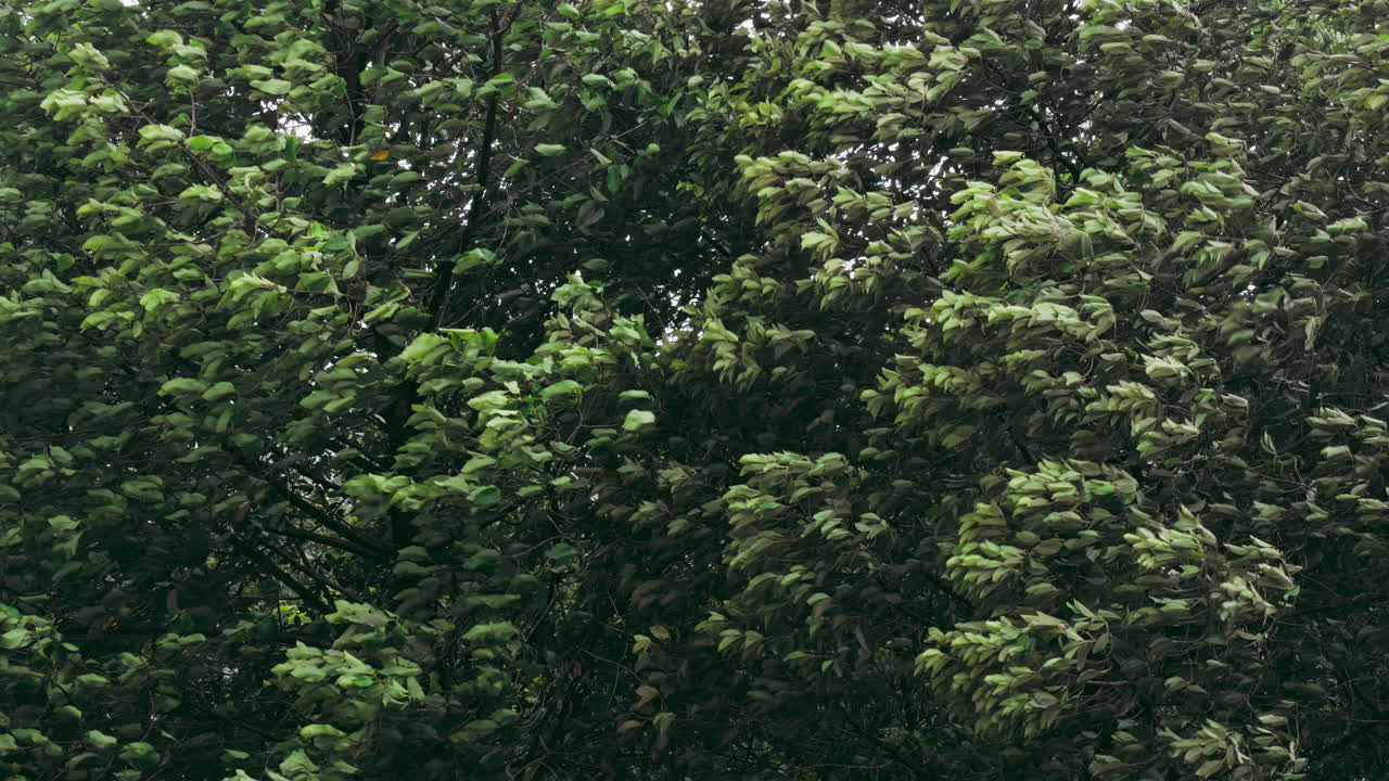 Dramatic storm rages through dense trees, with fierce winds bending branches and leaves swirling. Ideal for nature, weather, or intense atmosphere projects