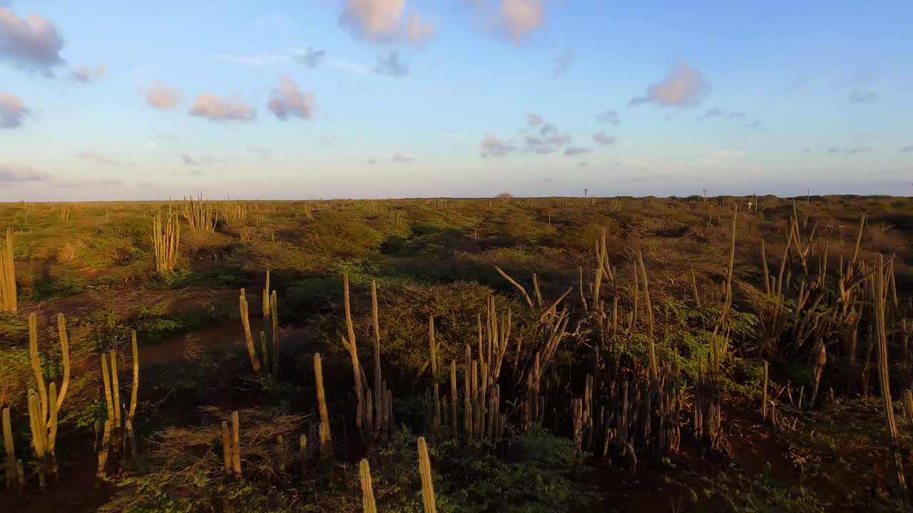 los manglares de la bahía lac durante la puesta de sol en bonaire