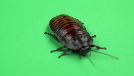 one cockroach spinning on its back and trying to stand on its paws. green screen. close up