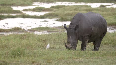 horned black rhino graze in kenya, aberdare national park