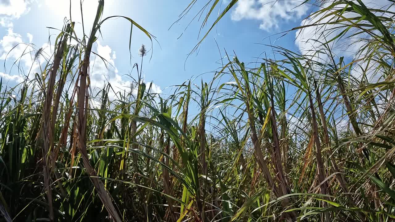 los cultivos de caña de azúcar soplan en el viento con el cielo azul en el fondo