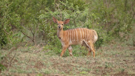 baby nyala antelope in africa walks through open bushland into trees