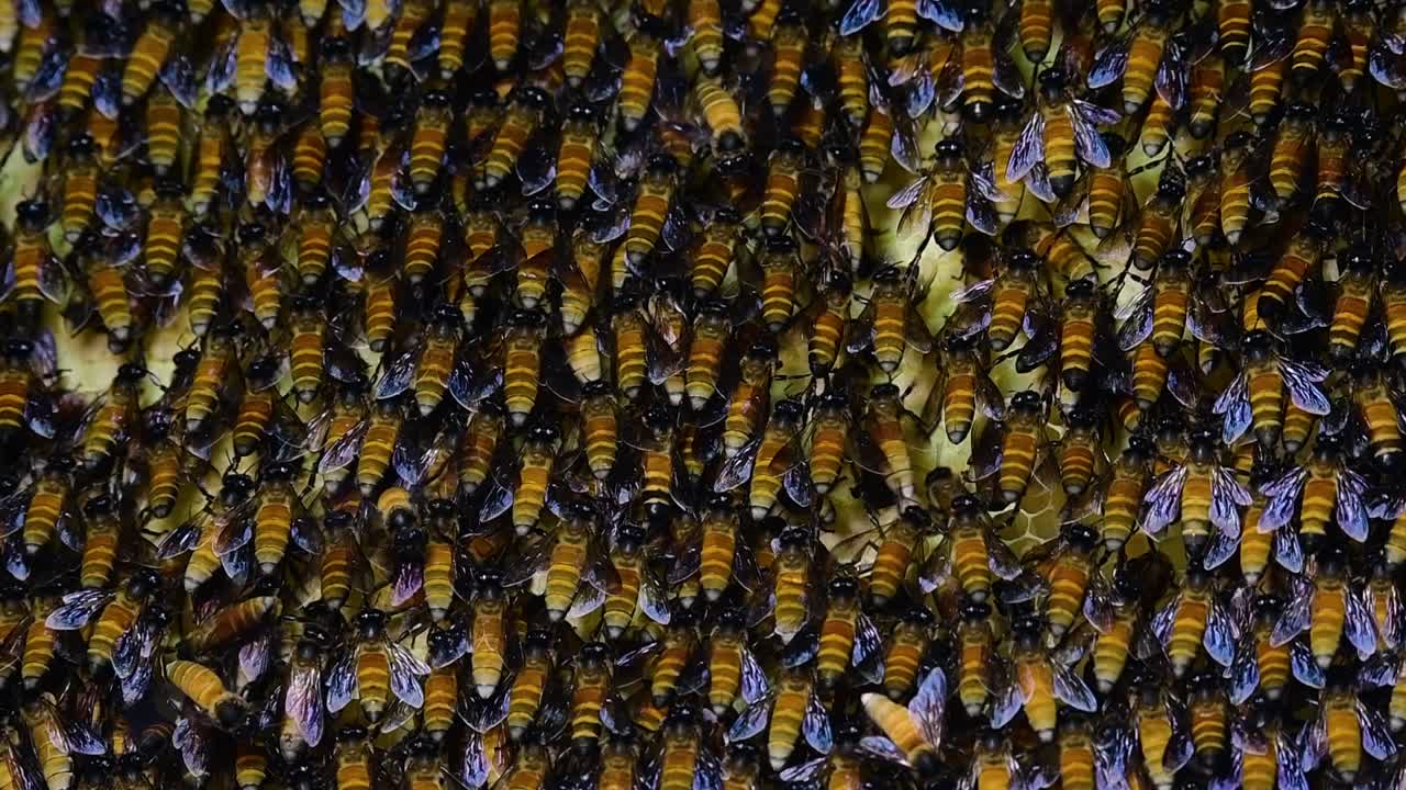 se sabe que las abejas melíferas gigantes construyen grandes colonias de nidos con bolsillos simétricos hechos de cera para almacenar miel como fuente de alimento.