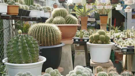 family of cactus inside different pots outside in the daylight, slider shot