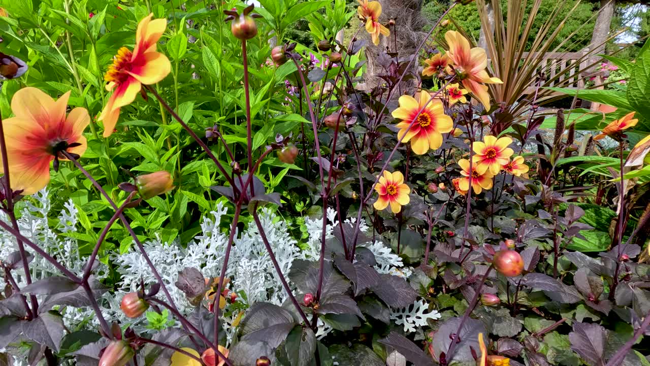 Vibrant Dahlia Moonfire flowers gently sway in a colorful garden, captured in bright natural daylight with subtle camera movement for a dynamic effect
