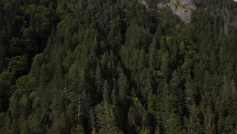 spruce tree forest landscape in klontal valley in swiss alps, klontalersee lake area, aerial