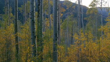 aspen trees changing late afternoon fall autumn independence pass aspen colorado cinematic pan slide to the right