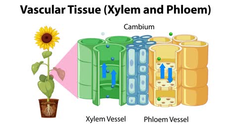 식물에서 xylem과 phloem의 일러스트레이션