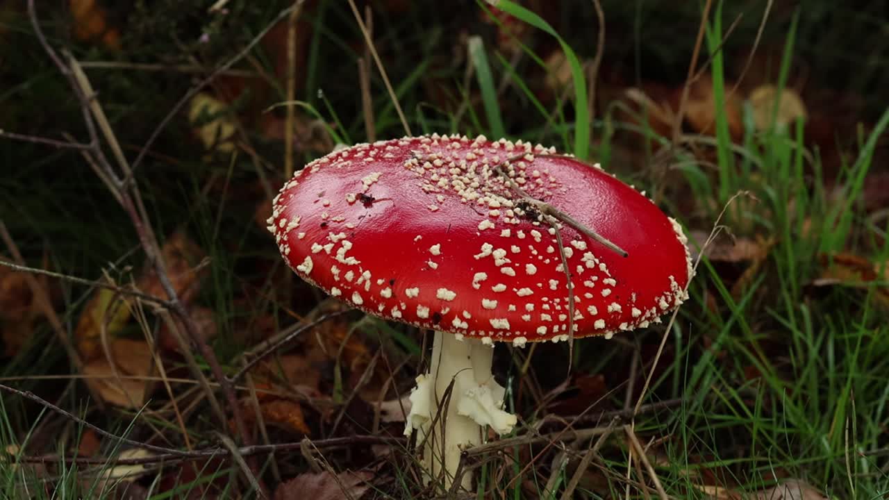 Closeup of a Fly Agaric fungi, Amanita muscaria. Autumn. Staffordshire. UK