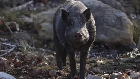 jabalí rocía su nariz slomo puaj