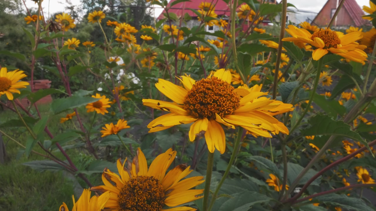 Fiori gialli vivaci che ondeggiano dolcemente in un giardino estivo