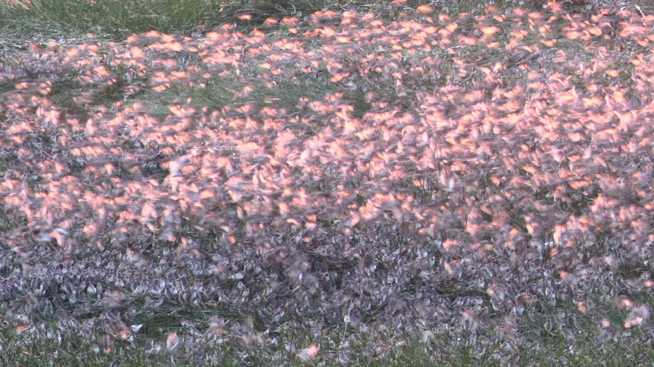 Red-billed quelea millions of them in murmuration above Ndutu marsh, Tanzania