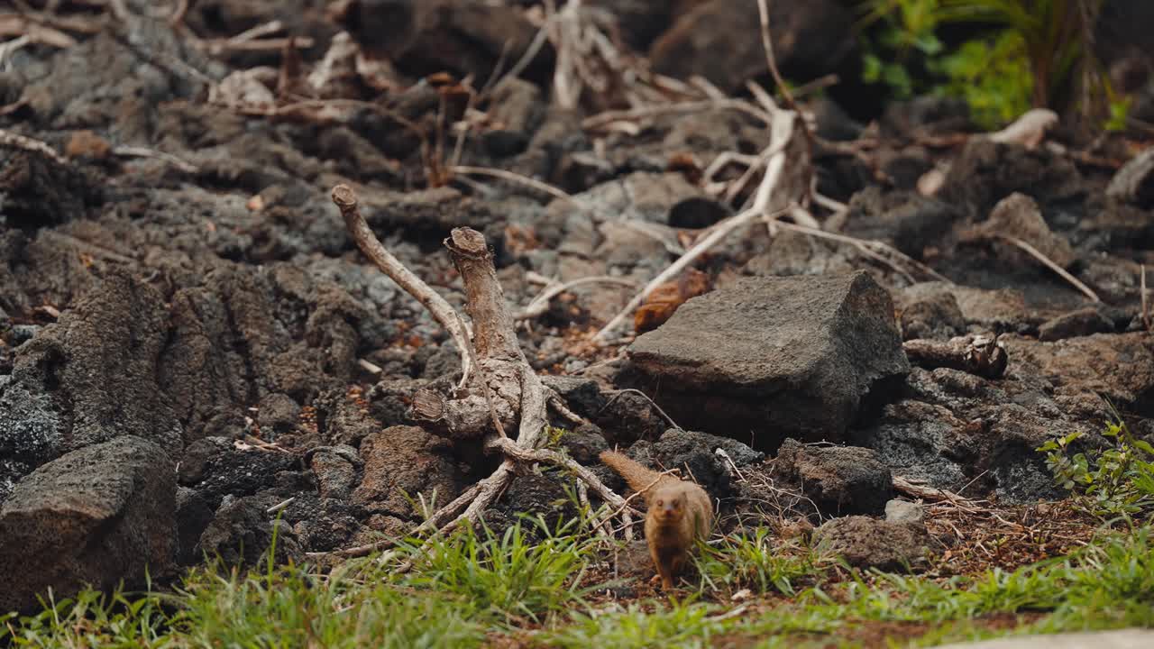 Wild mongoose crawls carefully down dark volcanic rocks, predator in slow motion