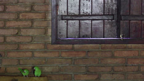 un par de loros de frente turquesa dentro de una casa